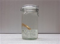 藏品(新鳚)的圖片